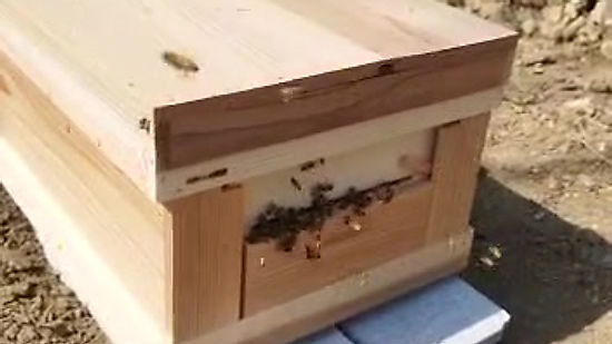 Honey Bees 受粉と採蜜開始 2023-APR 11